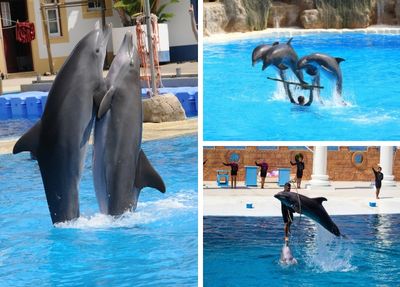 Alanya Dolphin Show