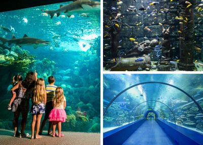 Manavgat Antalya Aquarium Tour