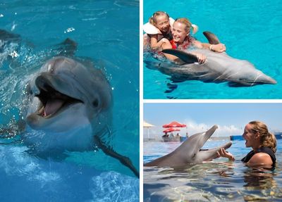Swimming With Dolphins in Belek