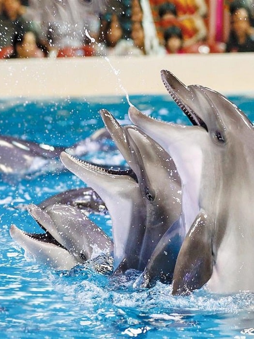 11Kemer Dolphin Show