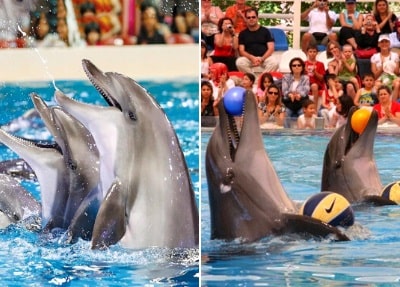 Belek Dolphin Show