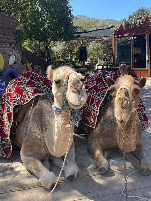 11Fethiye-Camel-Riding