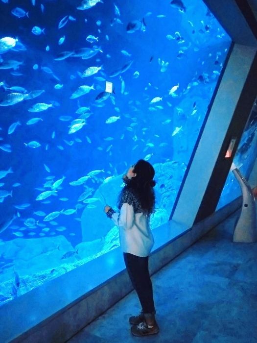 11Istanbul-Aquarium-Tour