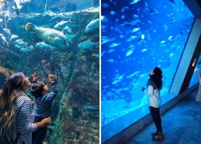 Istanbul-Aquarium-Tour