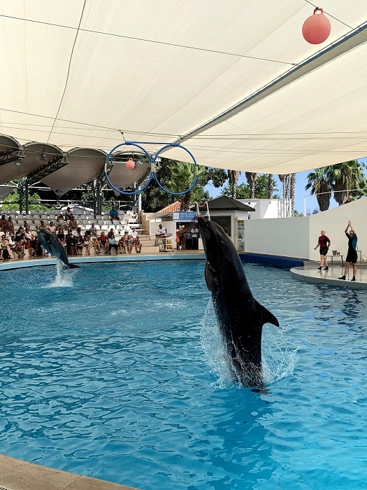 11Side Dolphin Show