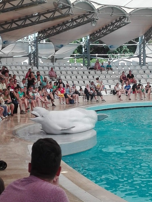 11manavgat Dolphin Show