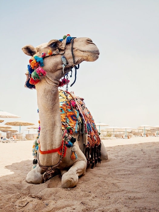 11oludeniz camel riding