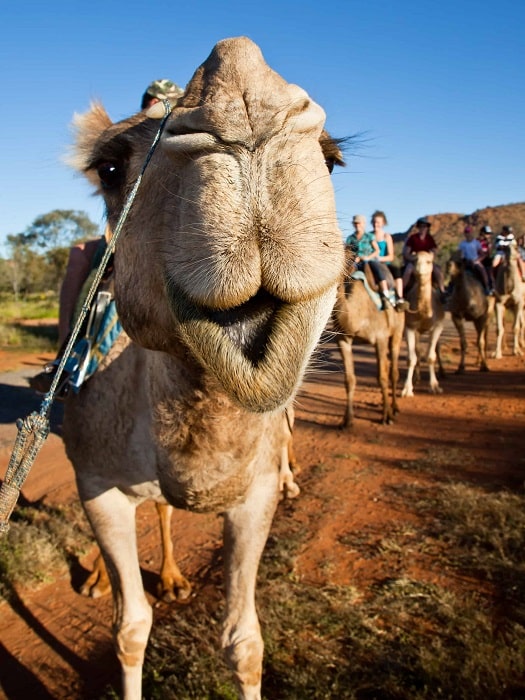 11Oludeniz Camel Riding